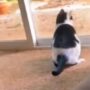 Video Kucing Lucu