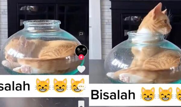 Video Kucing Masuk di Akuarium Bulat, Terlihat Mudah