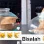 Kucing Oren Lucu