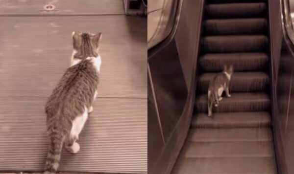Video Kucing Persiapan Naik Lift, Bak Sudah Terbiasa