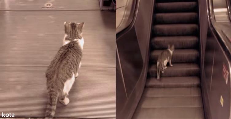 Kucing Pintar