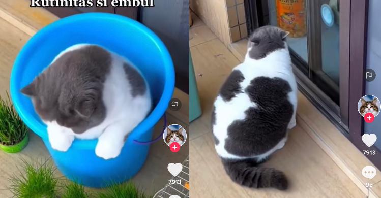 Kucing Gemoy
