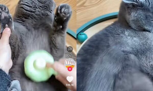 Video Kucing Gemoy Santai Banget Saat Disisir, Beda Dari yang Lain