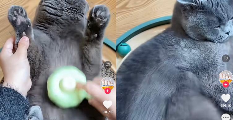 Kucing Lucu