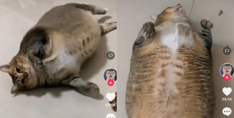 Kucing Gemoy Lucu