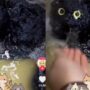 Kucing Hitam Mistis