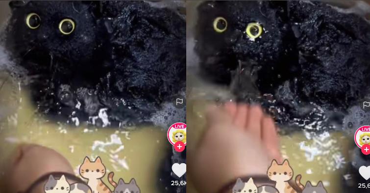 Kucing Hitam Mistis
