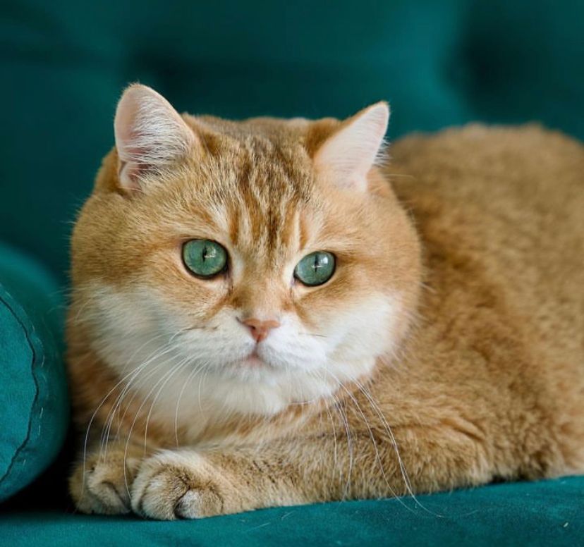 Rekomendasi Nama Kucing yang Unik dan Menarik