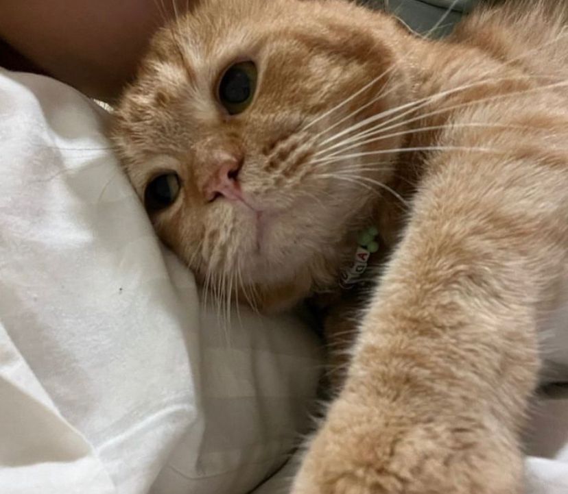 Pertolongan Pertama pada Kucing Keracunan