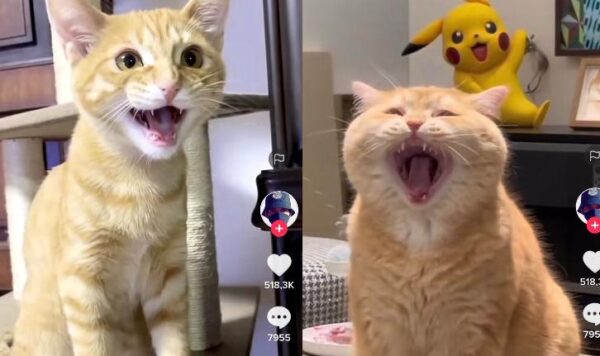 Video Suara Kucing Lucu Bikin Perut Kaku, Ngakak Gak Berhenti