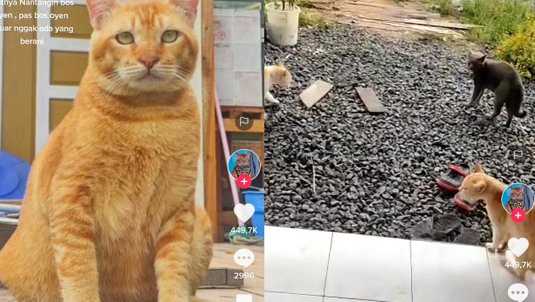 Kucing Oren Pemberani