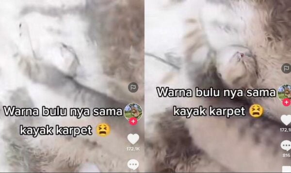 Video Kucing Hampir Terinjak Karena Punya Bulu Sama Dengan Karpet
