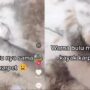 Kucing Lucu