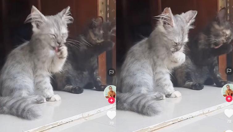 Kucing Lucu