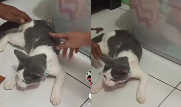 Video Kucing Habis Ketabrak, Kasihan Banget