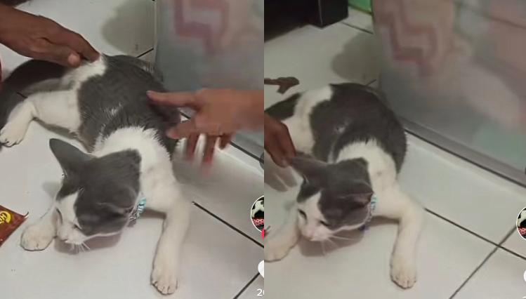 Kucing Sakit