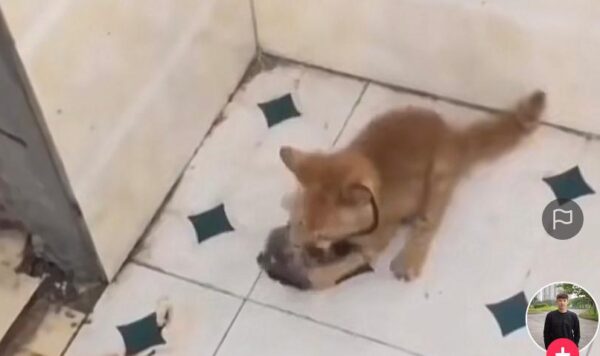 Video Anak Kucing Oren vs Tikus, Kecil Cabe Rawit