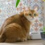 Harga Kucing Siam