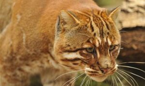 Mengenal Kucing Emas dan Keunikannya