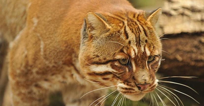 Mengenal Kucing Emas dan Keunikannya