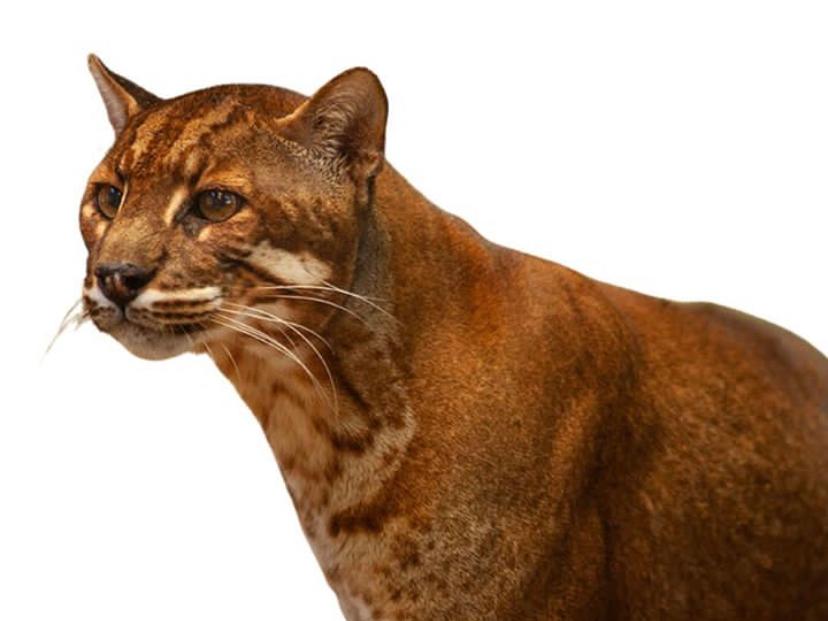 Mengenal Kucing Emas dan Keunikannya