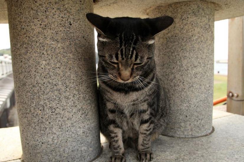 Penyebab Kucing Tiba-Tiba Lemas Tidak Bisa Berjalan dan Cara Mengobatinya