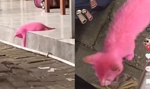 Video Kucing Berwarna Pink, Beda Dari yang Lain