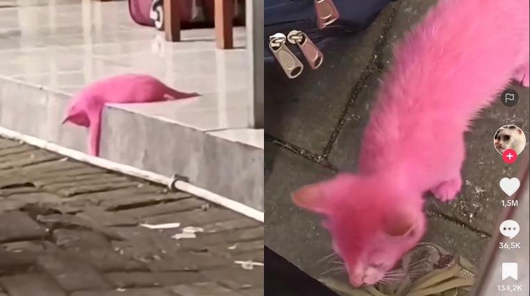 Kucing Aneh