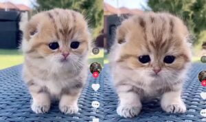 Video Kucing Kecil Lucu dan Menggemaskan, Lirikannya Bikin Meleleh