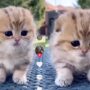 Kucing Lucu
