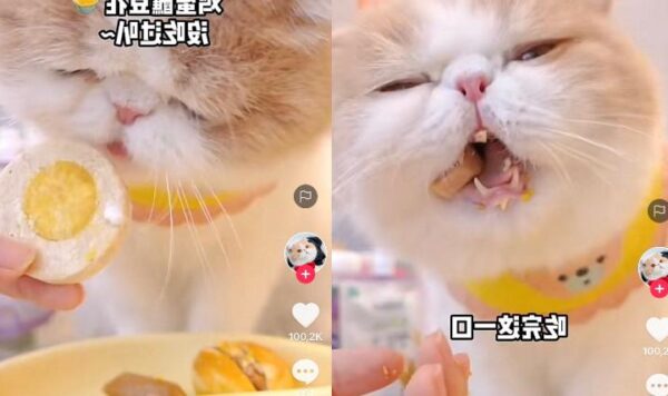Video Kucing Makan Dengan Menu Spesial, Ada Telur dan Hotdog