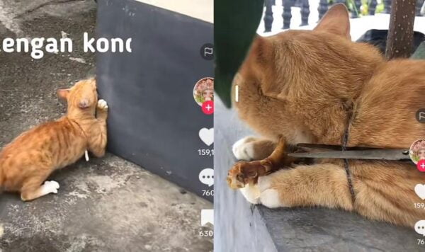 Video Kucing Pincang Karena Masuk ke Kalung, Kasihan Banget