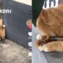 Kucing Pincang