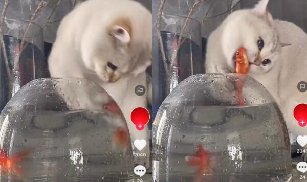 Video Kucing Lucu Ambil Ikan dari Akuarium, Seperti Sudah Mahir