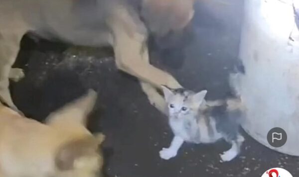 Video Dua Anjing Ganggu Anak Kucing, Endingnya Bikin Netizen Bahagia