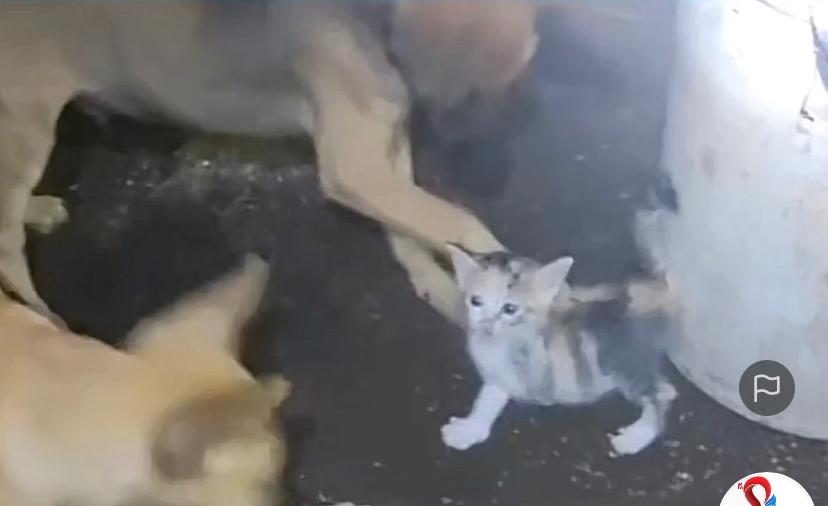 Kucing vs anjing