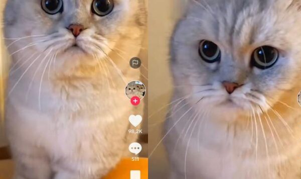 Video Kucing Lucu Pijat-Pijat Lembut, Lirikannya Bikin Meleleh