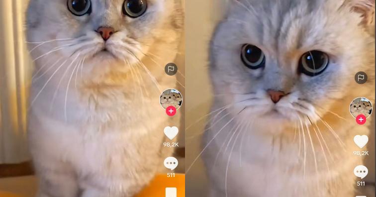 Kucing Lucu