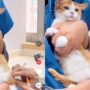 Kucing Kaget