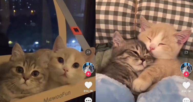 Kucing Romantis