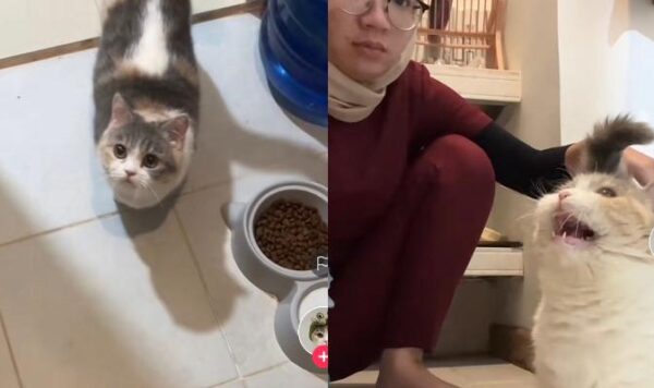 Video Kucing Kelaparan dan Tak sabar Ingin Makan Sampai Nunggu Pemiliknya Pulang Kerja