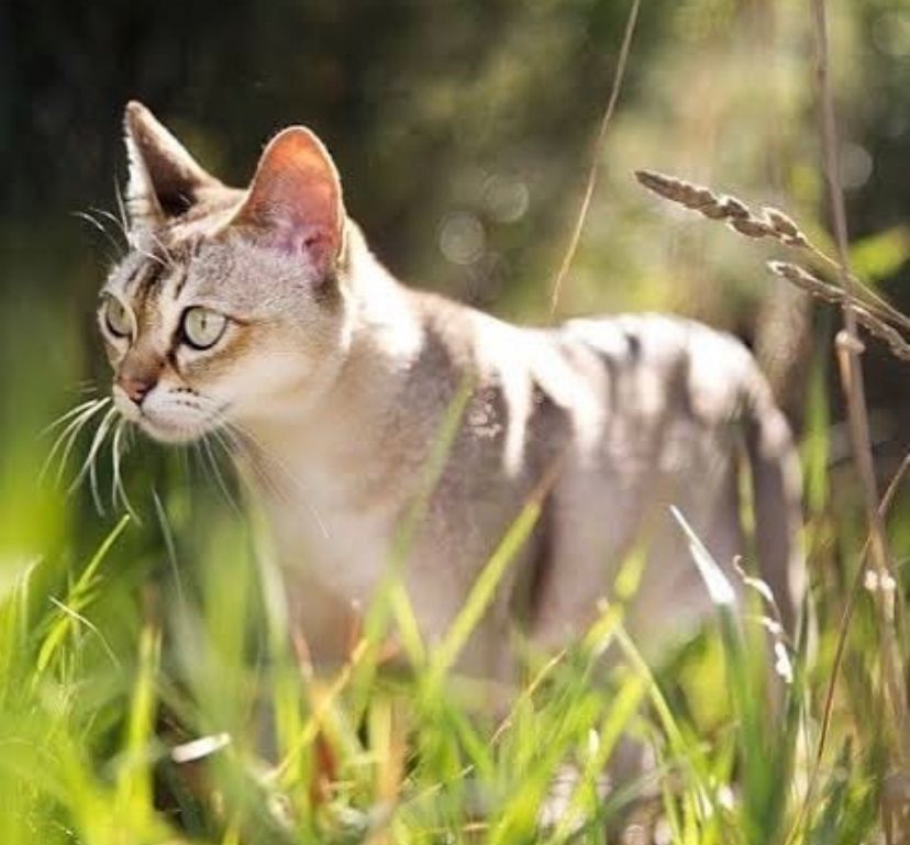 Kucing Ras Singapura