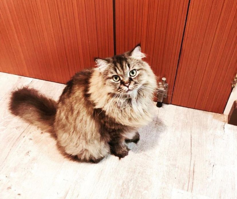 Cara Mengobati Kucing Batuk seperti Tersedak