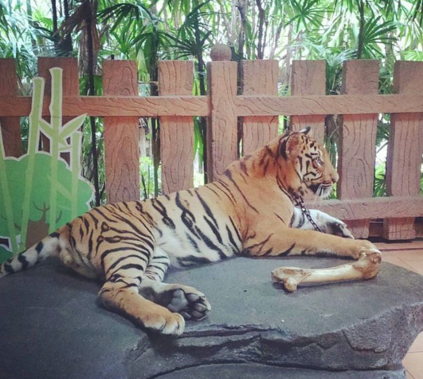 Jenis Kucing Besar Asli Indonesia yang Bisa Dipelihara