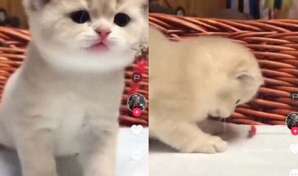 Video Anak Kucing Main Dengan Pemiliknya, Suaranya Bikin Gemas