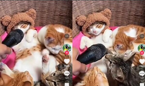 Video Kucing Paduan Suara, Endingnya Bikin Ngakak