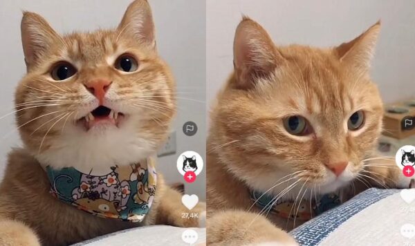 Video Kucing Lucu Saat Mohon Sesuatu ke Pemiliknya, Bikin Gemas