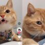 Kucing Manja
