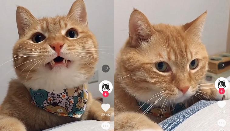 Kucing Manja
