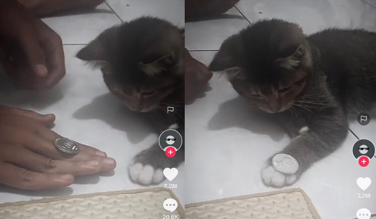 Kucing Bermain
